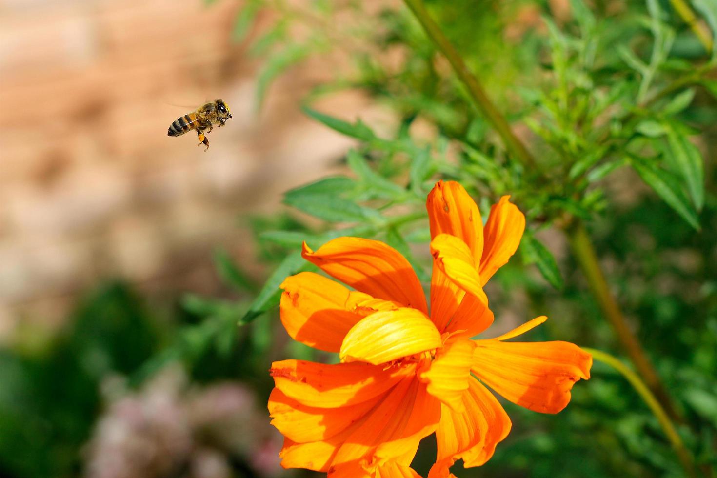 Nahaufnahme Arbeiterbiene fliegt über gelbe Blume im schönen Garten zur Bestäubung foto