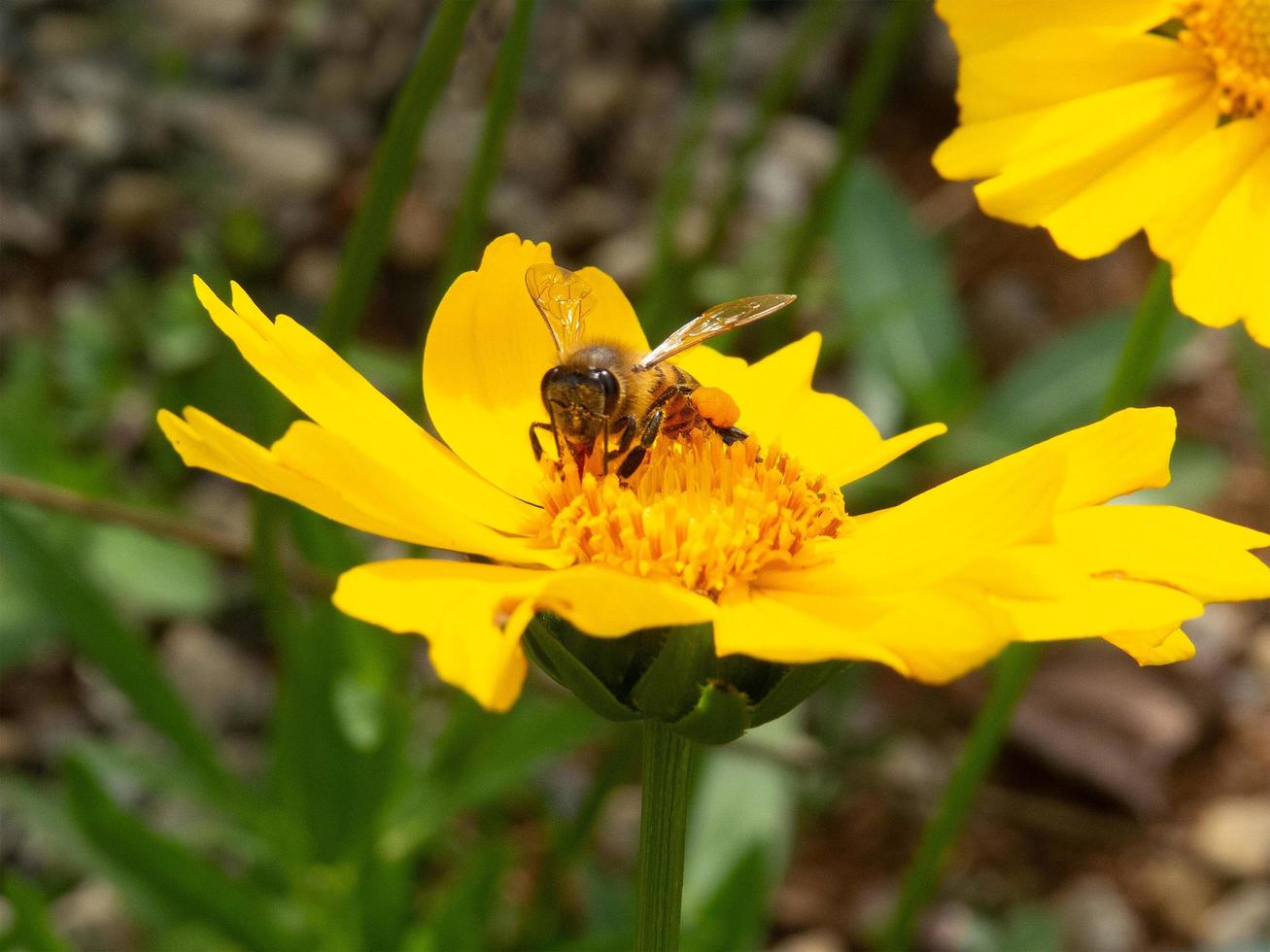 Nahaufnahme Biene bestäubt gelbe Blume im schönen Garten foto