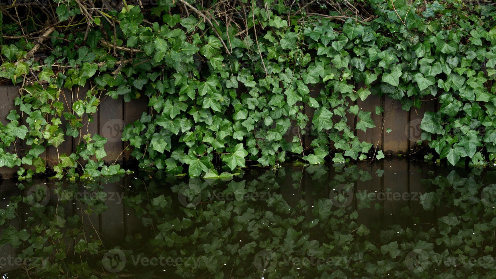 Efeu Pflanze durch das Teich Hintergrund foto