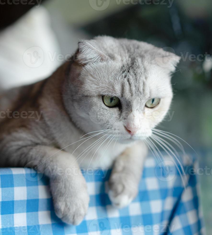 süße Kitty-Katze, die sich zu Hause entspannt. Haustier zu Hause foto