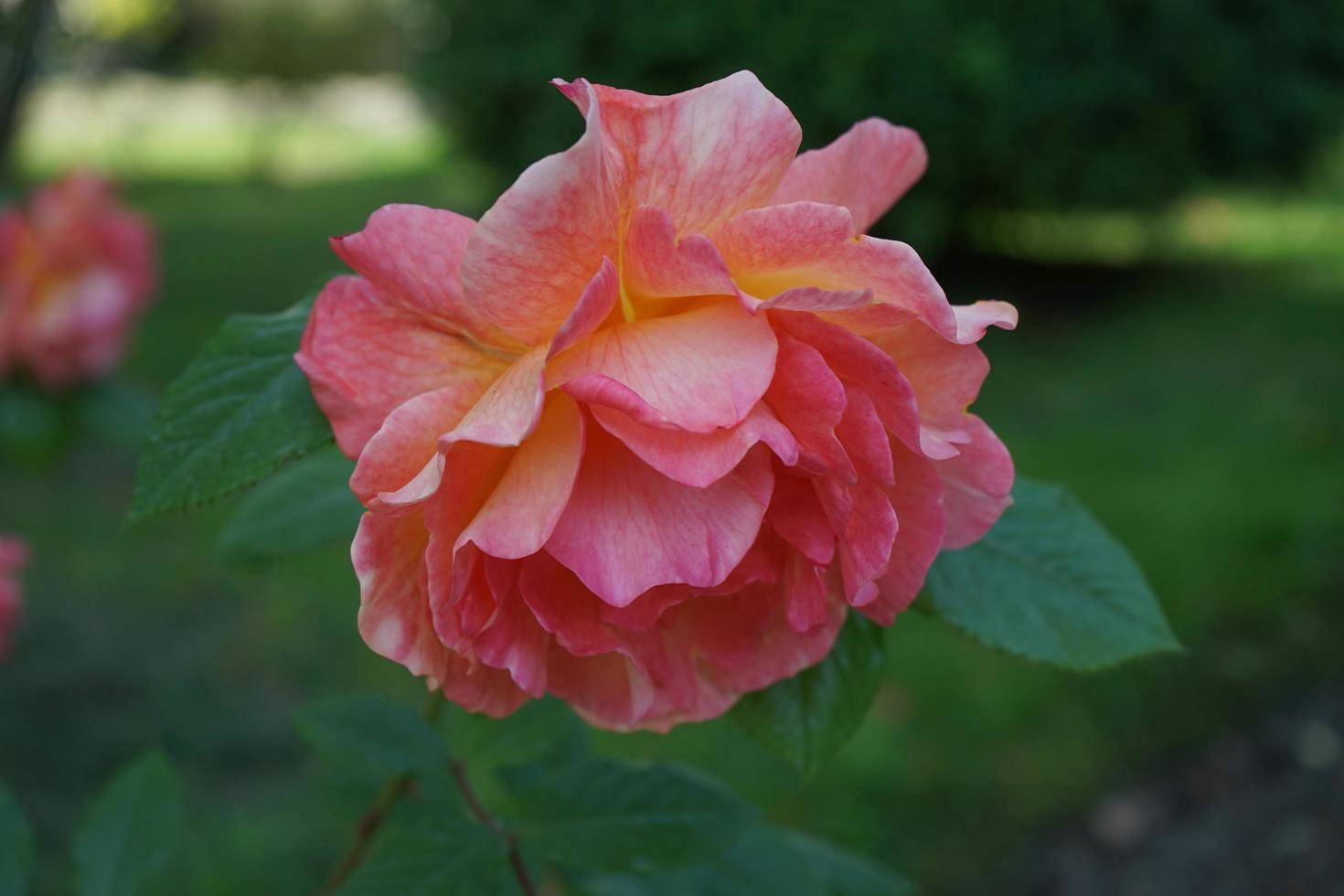 Blume üppige orange Rose auf einem unscharfen grünen Hintergrund. foto