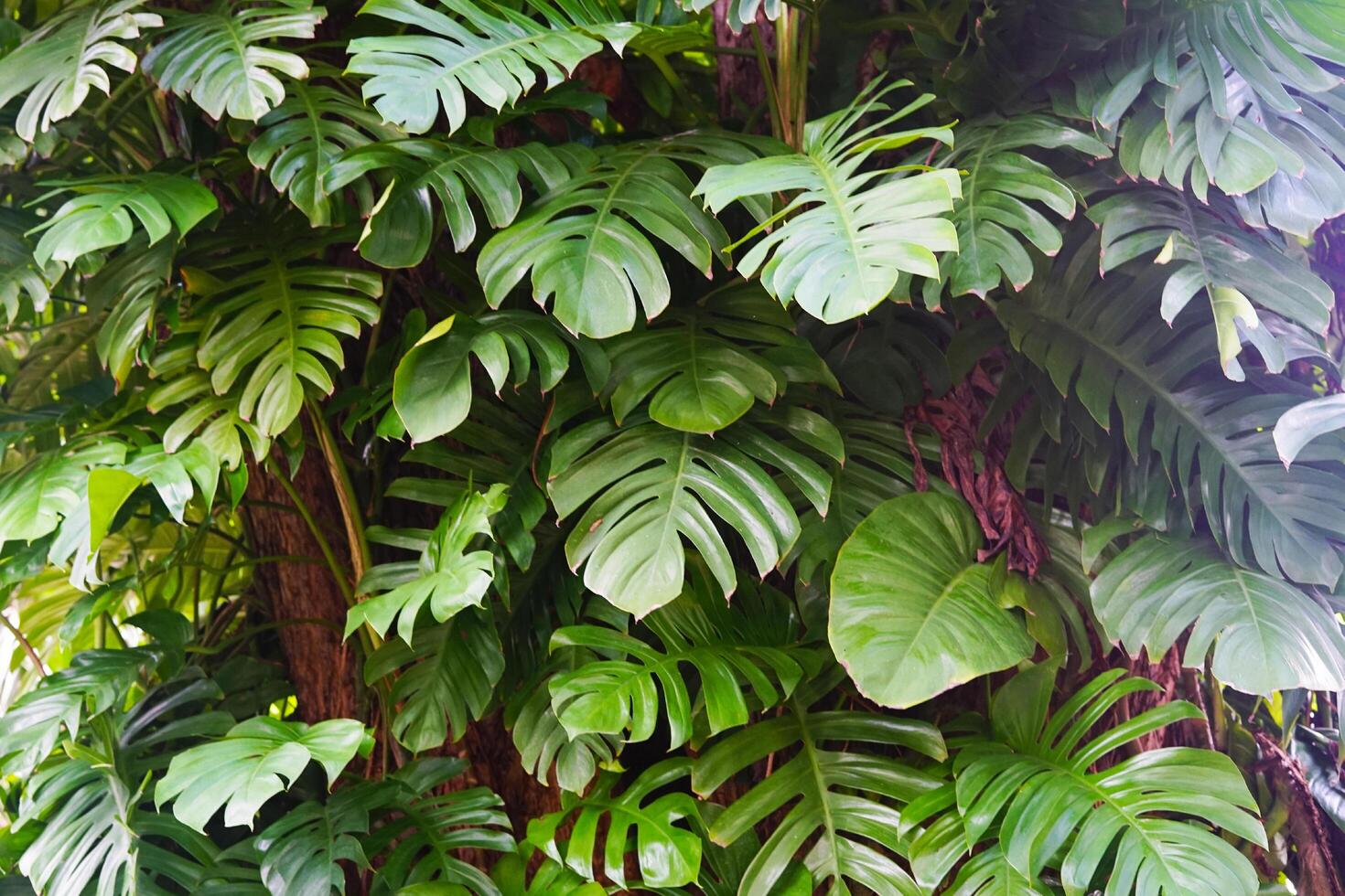 Monstera-Blätter für Hintergrund und Tapete, frische grüne Blätter Mustervorlage foto