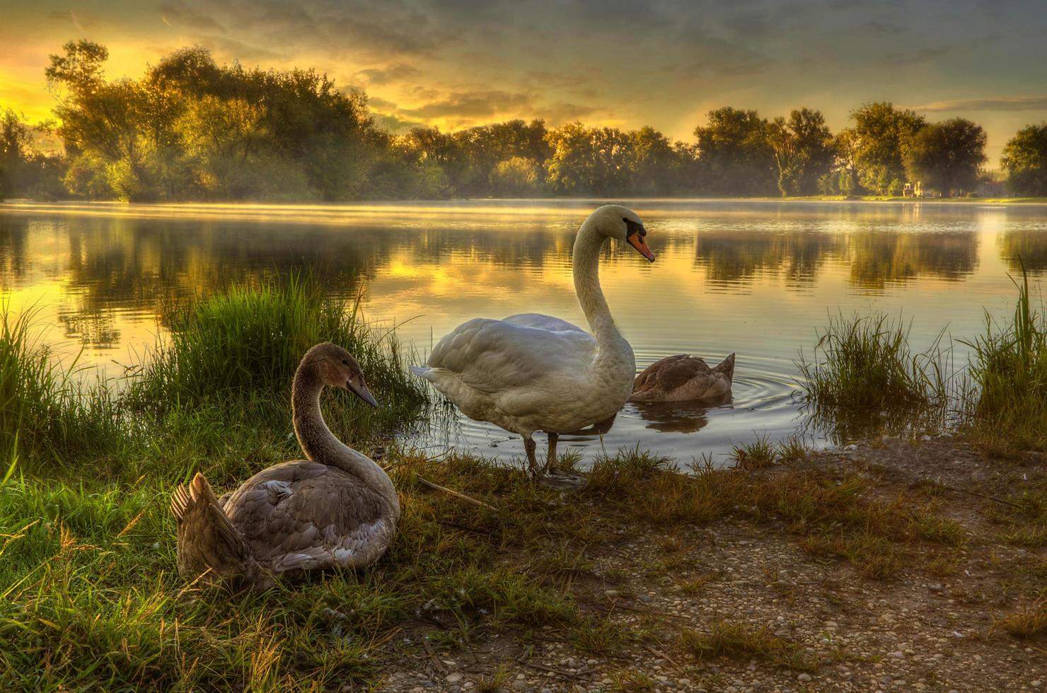 Schwanenfamilie am Morgen foto