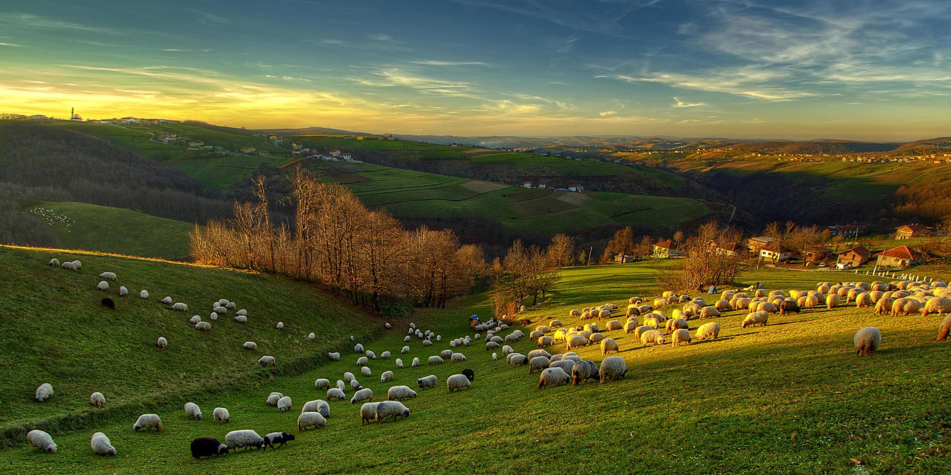 Schafherde auf den Hügeln foto