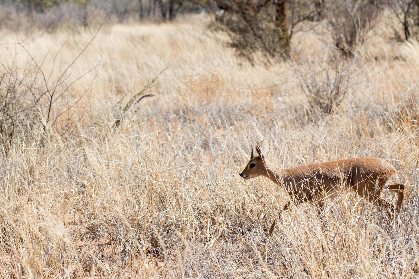 Süßer junger Springbock, der allein mit trockenen Pflanzen herumläuft. Namibia foto