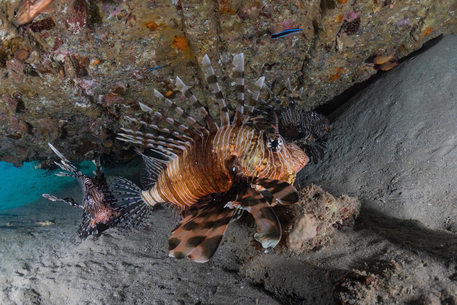 Rotfeuerfisch im Roten Meer bunter Fisch, Eilat Israel foto