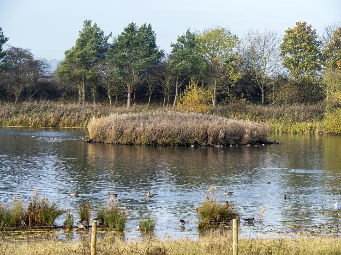 Feuchtgebiet Lebensraum am Tophill Low, East Yorkshire, England foto