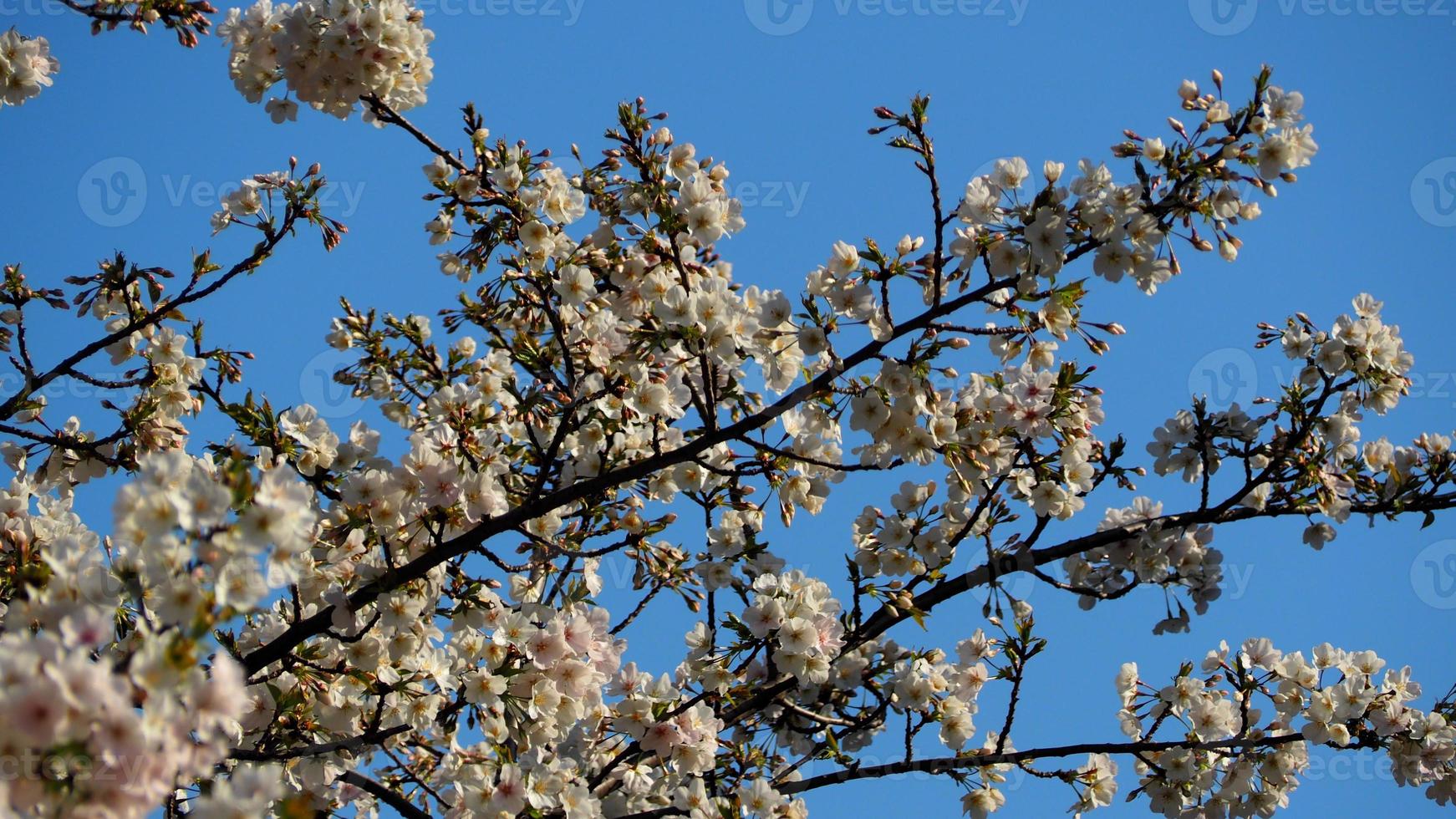 weiße Kirschblüten. Sakura-Bäume in voller Blüte in Meguro Ward Tokyo Japan foto