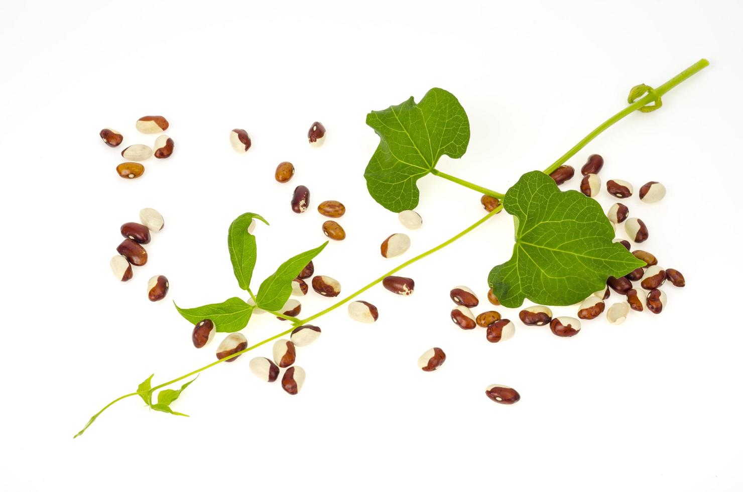 Bohnenkörner gefärbt und grün sprießen auf weißem Hintergrund. Studiofoto foto