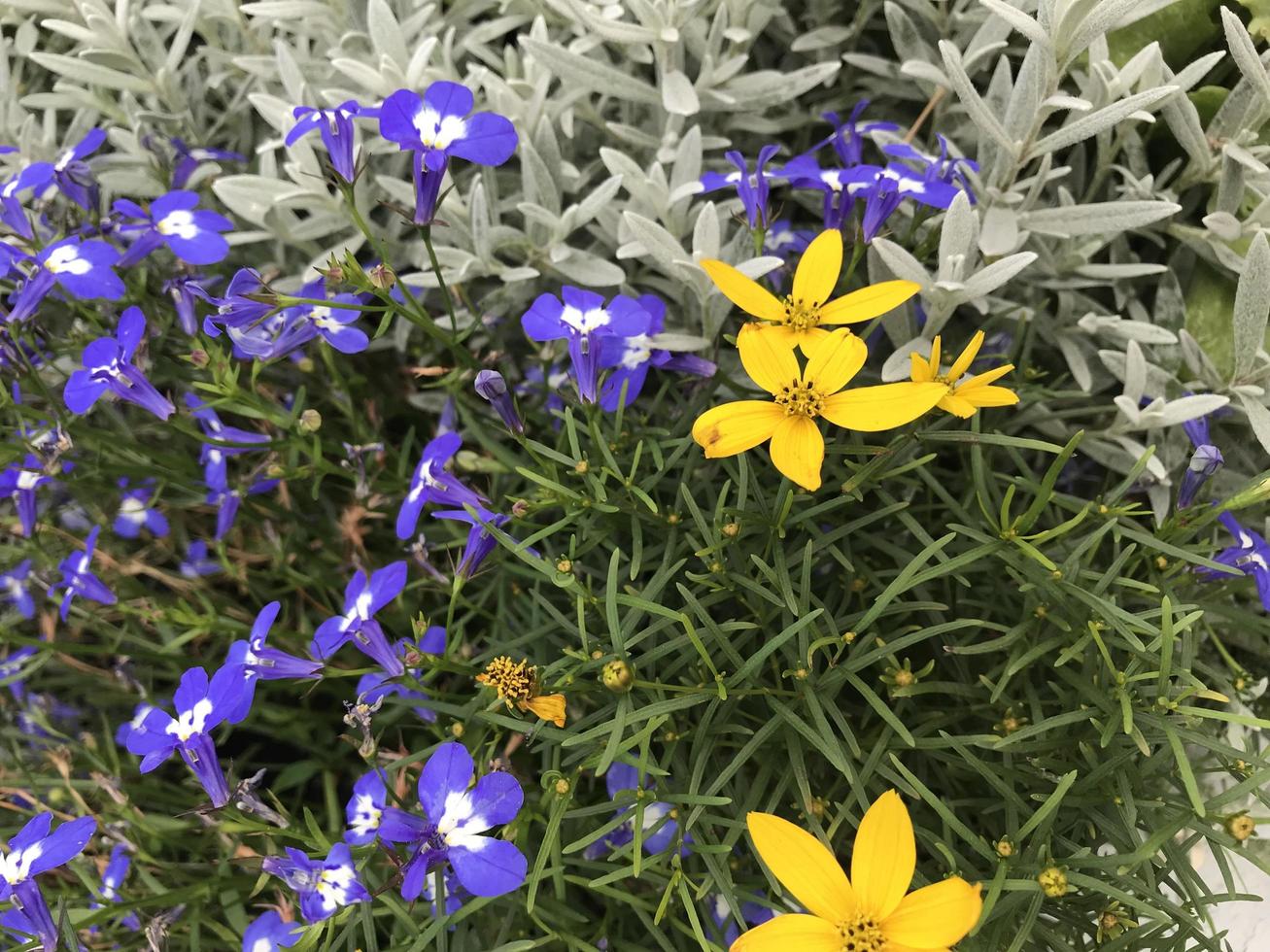 floraler Hintergrund aus gelben, lila und silbernen dekorativen Blumen. foto
