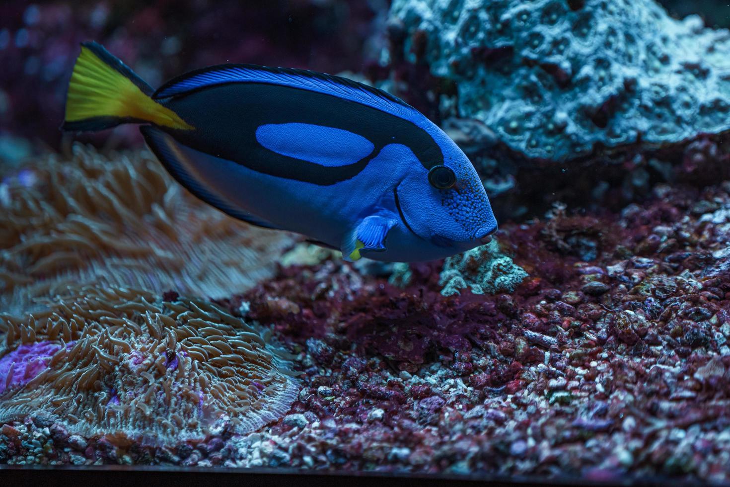 Paracanthurus hepatus im Aquarium foto