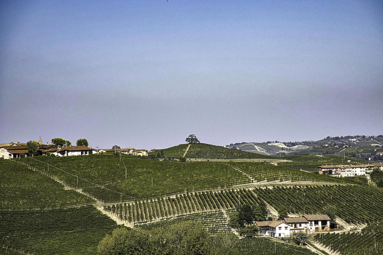 die Weinberge in der piemontesischen Langhe im Herbst zur Zeit der Weinlese foto