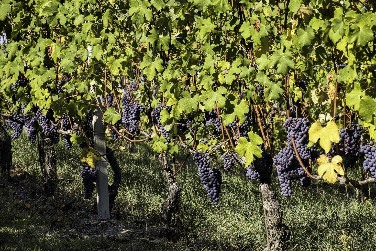 die Weinberge in der piemontesischen Langhe im Herbst zur Zeit der Weinlese foto