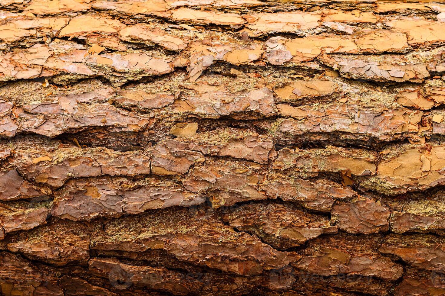 Baum Rinde Hintergrund, alt bellen, hölzern bellen, alt Baum bellen, Baum bellen, Baum Rinde Foto, Rinde Foto, Kiefer bellen, Baum Foto, Wald Baum bellen, Baum Textur, Rinde Textur, Baum bellen, Baum Rinde Textur foto