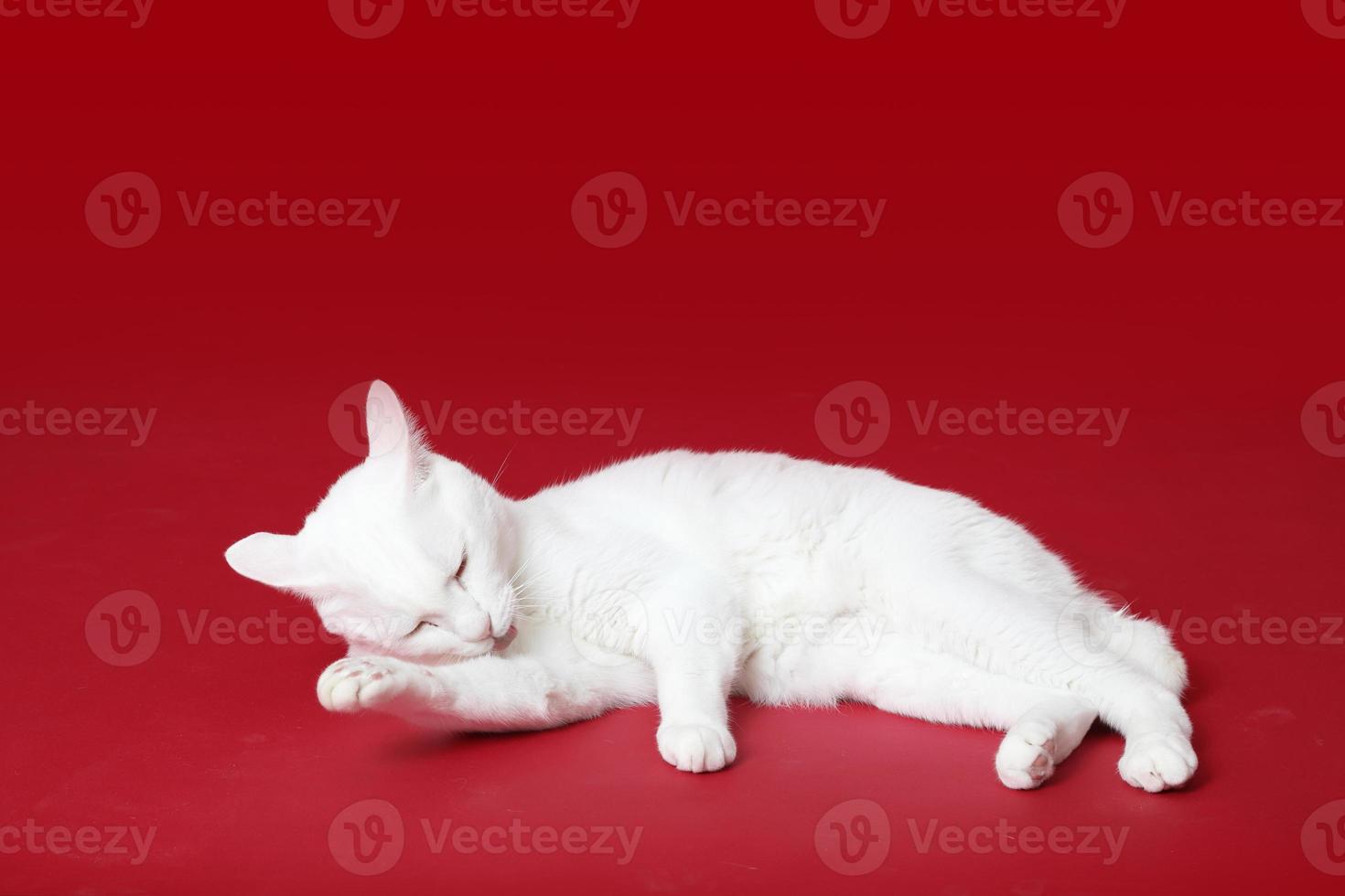 junge weiße Katze foto
