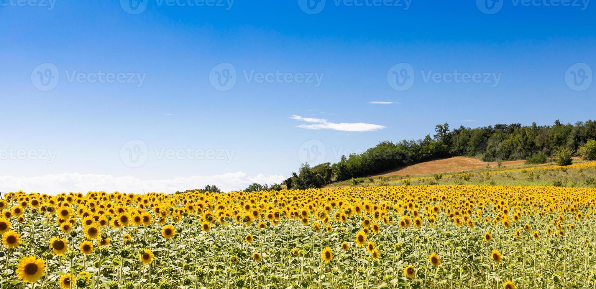 Sonnenblumenfeld in Italien. malerische Landschaft in der Toskana mit blauem Himmel. foto