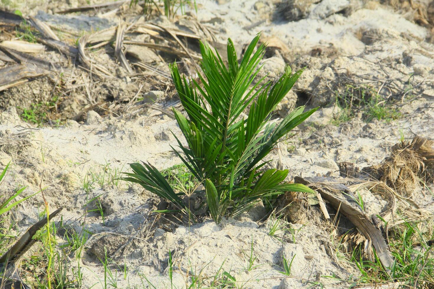 klein Öl Palme Plantagen sind gepflanzt und bereit zu wachsen foto