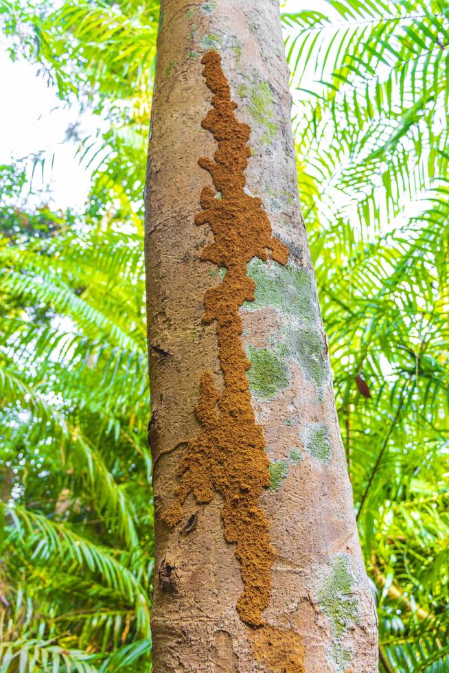 wandern naturpfad im tropischen dschungelwald lamru nationalpark thailand. foto