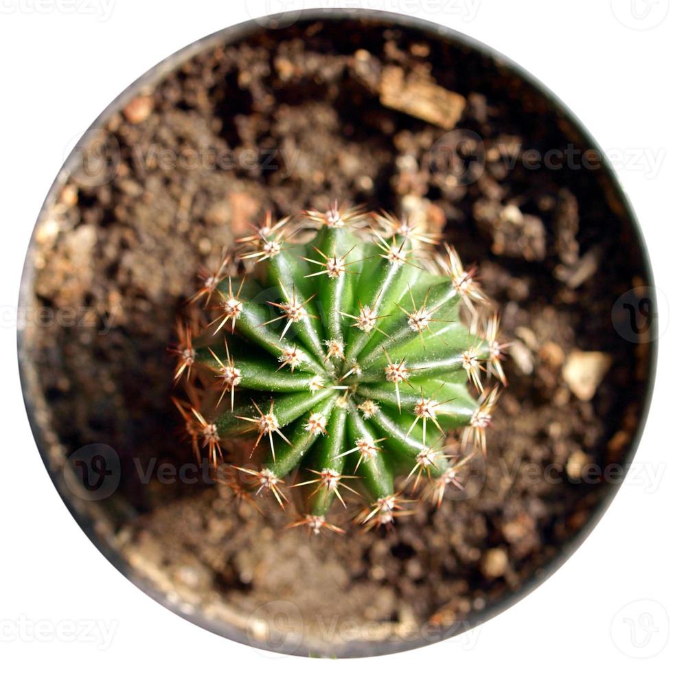 Kaktuspflanze Cactaceae foto
