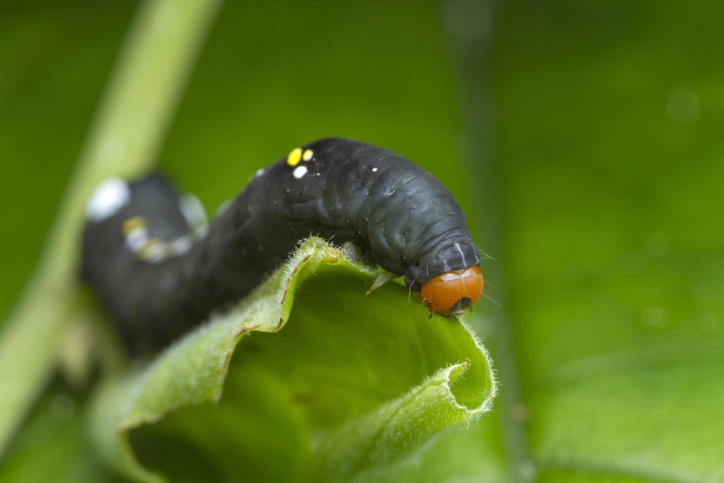 Raupe auf grünem Blatt foto