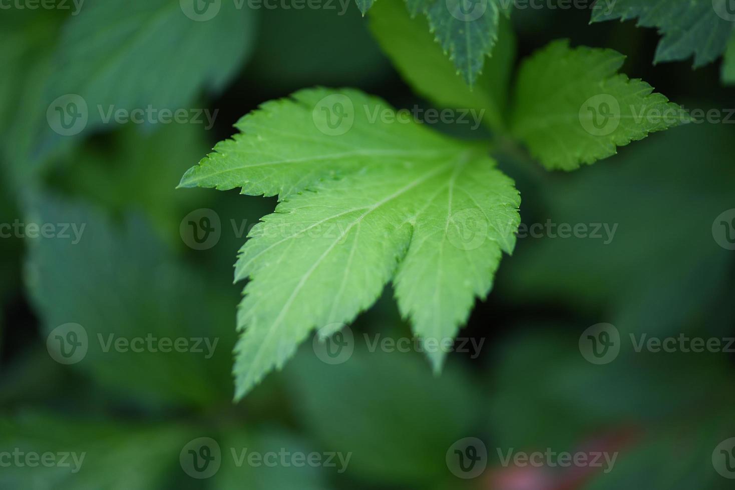 Artemisia lactiflora weiße Beifußblätter grün für Kräuter-Gemüse-Nahrung Natur im Garten foto