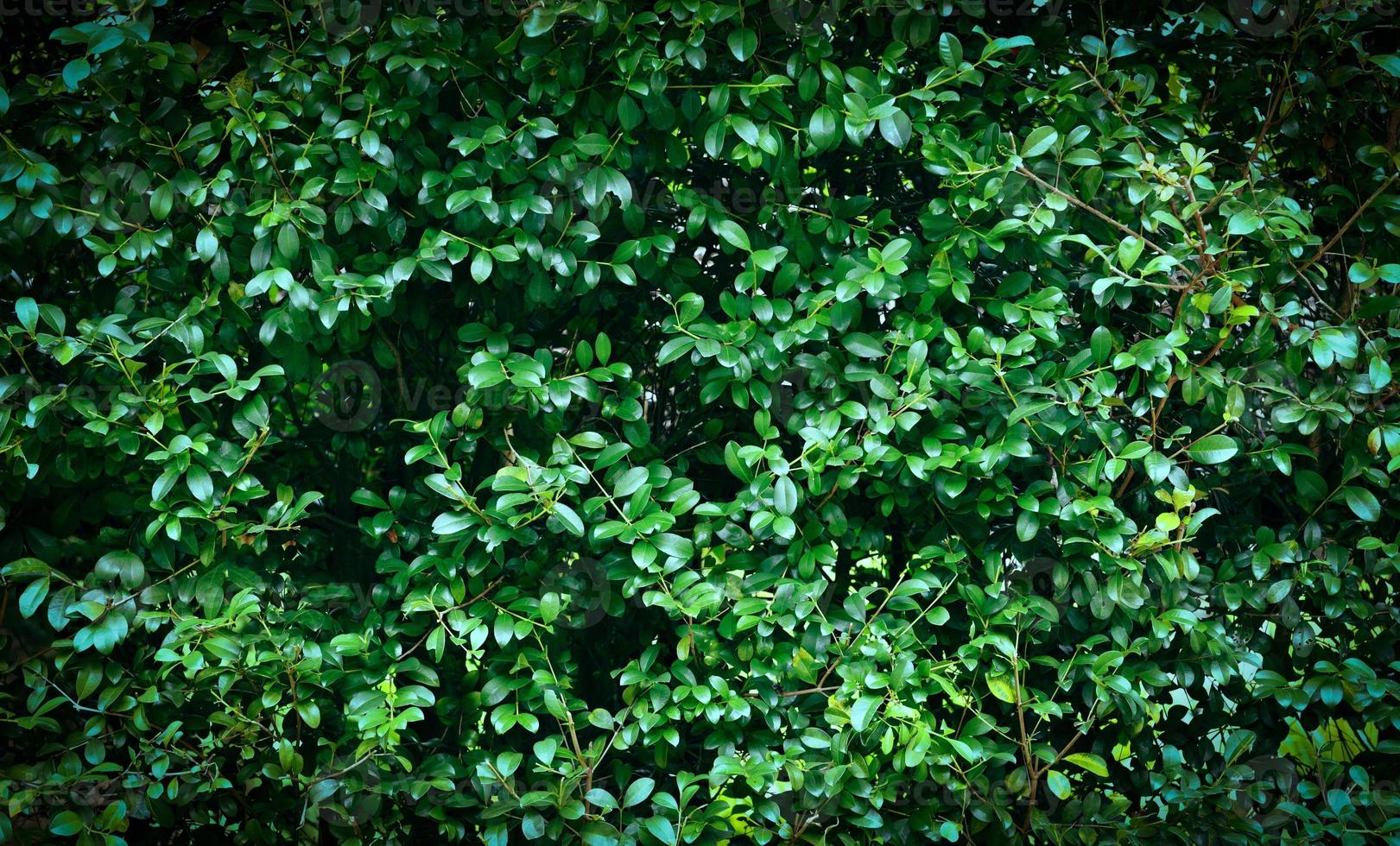 grüne Blätter Textur Hintergrund - natürliche grüne Pflanzenwand oder kleines Blatt im Wald foto