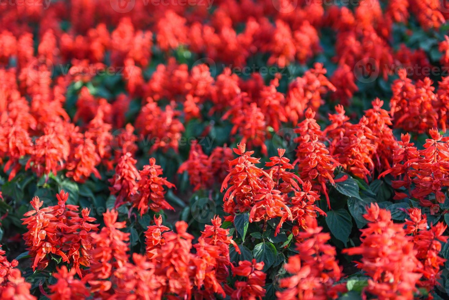 salvia blumen im garten, schöne blühende blumen rote salvia salvia splendens foto