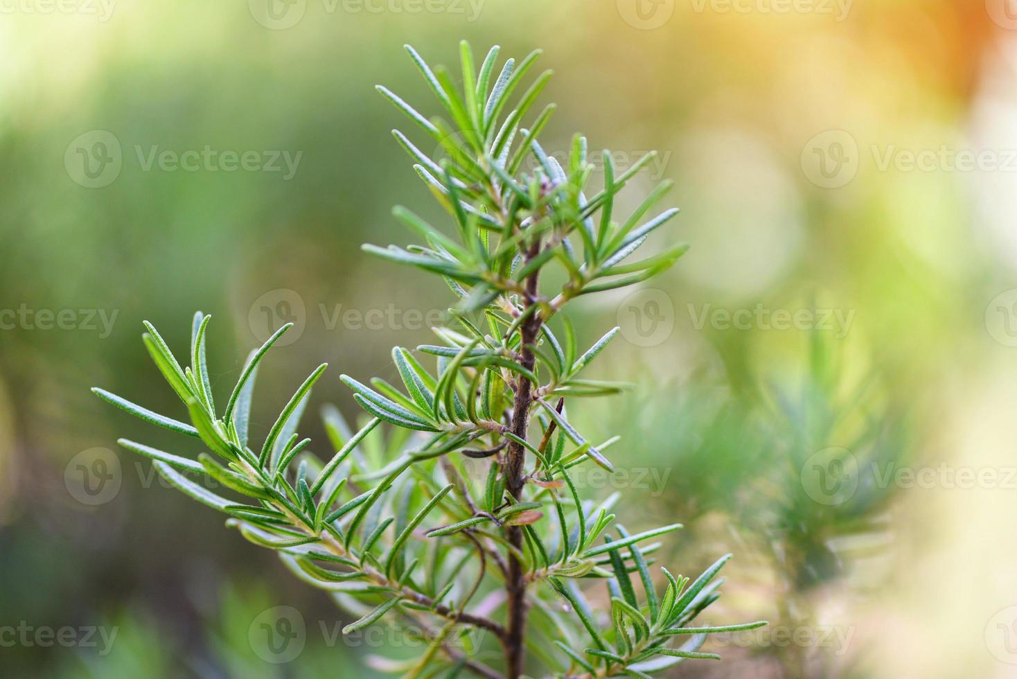 Bio-Rosmarinpflanze, die im Garten für Extrakte ätherisches Öl wächst, frischer Rosmarinkräuter naturgrüner Hintergrund foto