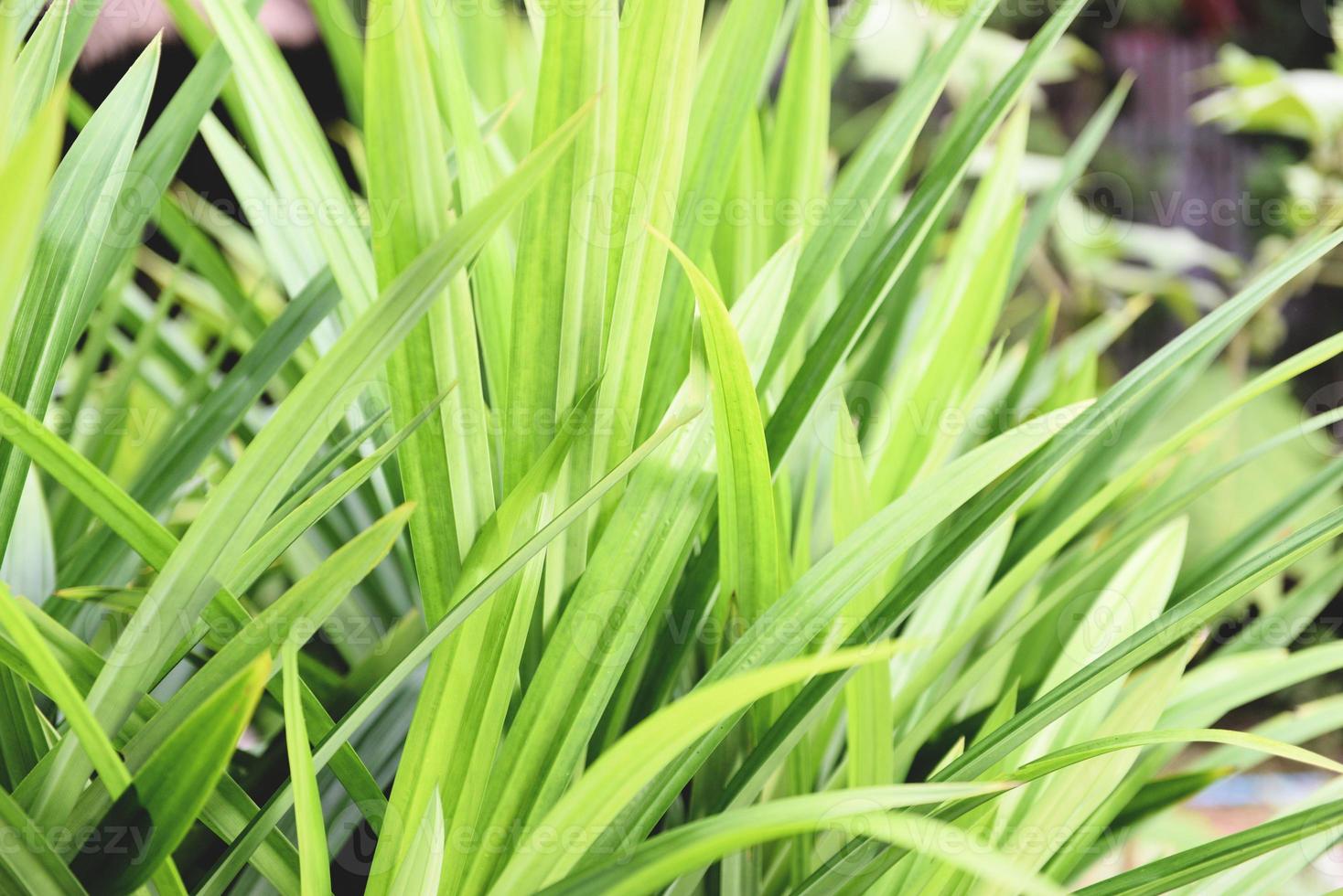 Pandan-Bäume-Garten für natürliche Kräuterzutatenpflanze in asiatischem thailändischem Küchenessen - Pandanblatt foto