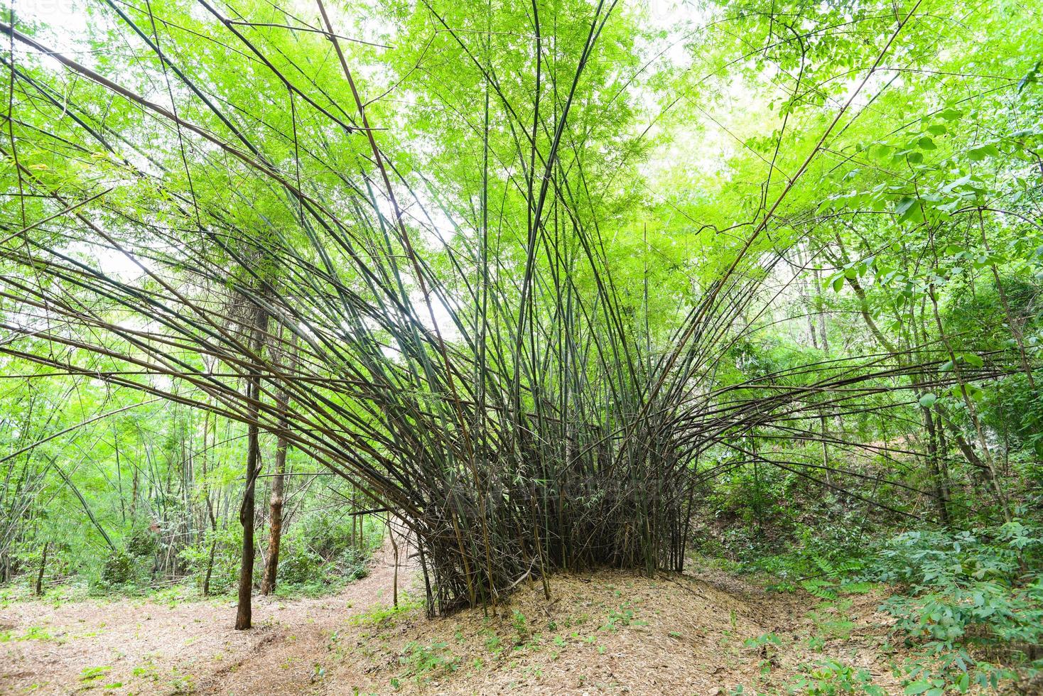 Bambusbaum im Bambuswald - Asiatischer Tropenwald foto