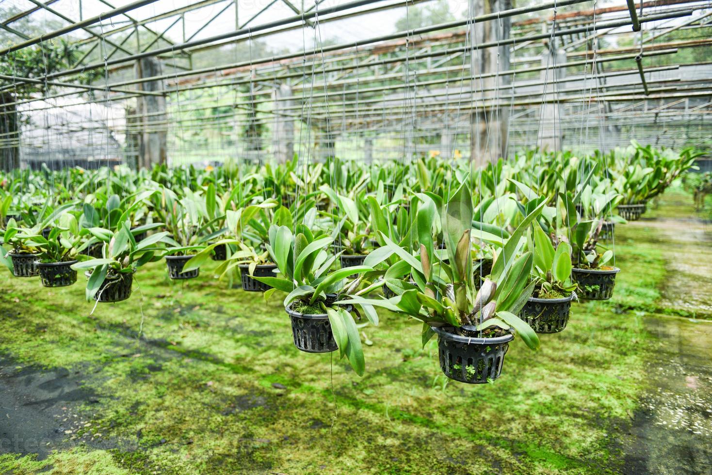 Orchideenfarm mit Orchideenblumentopf, der auf dem Hofdach in der Baumschule hängt foto