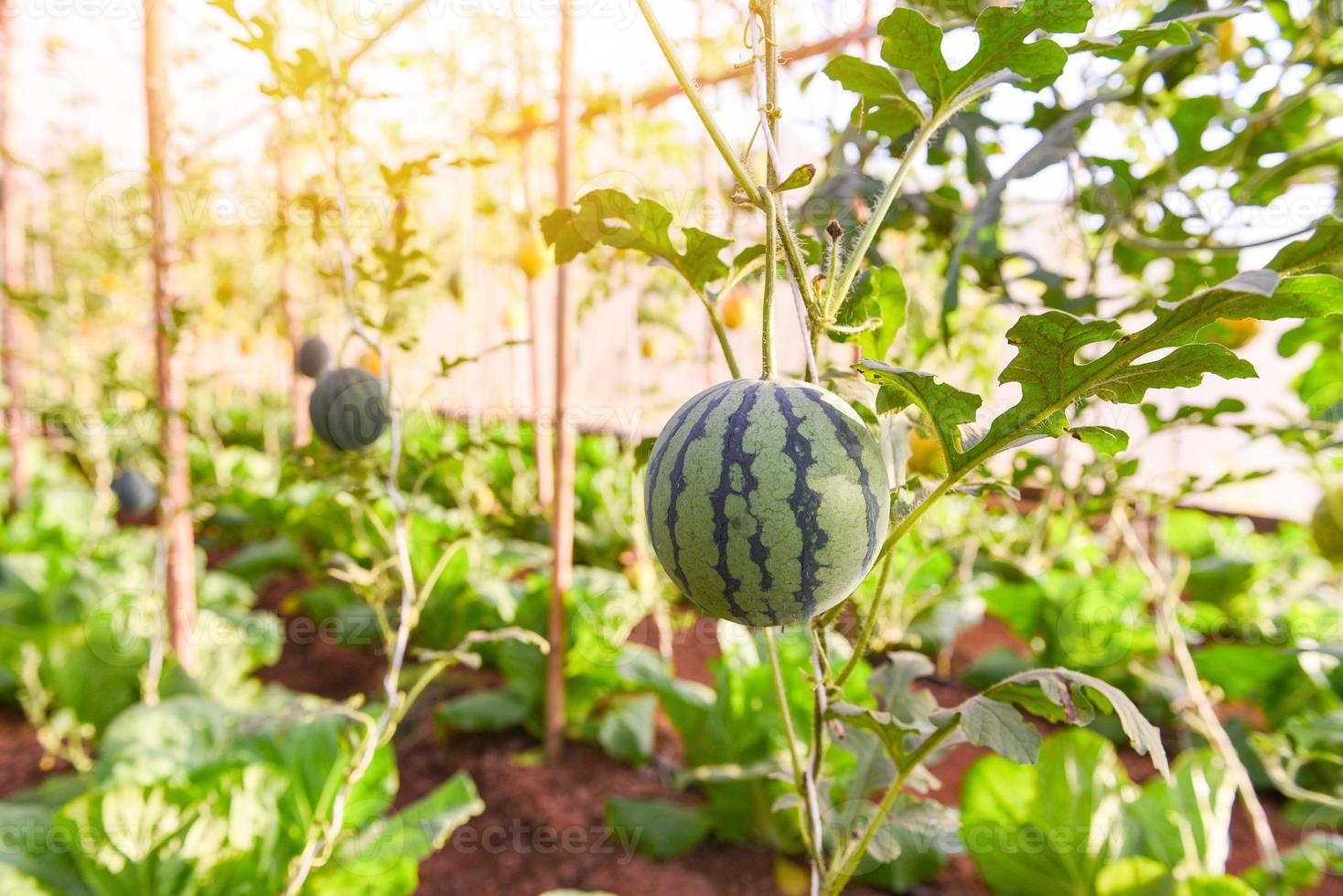 Wassermelone wächst im Garten, grüne Wassermelonenfarm organisch im Gewächshaus. foto