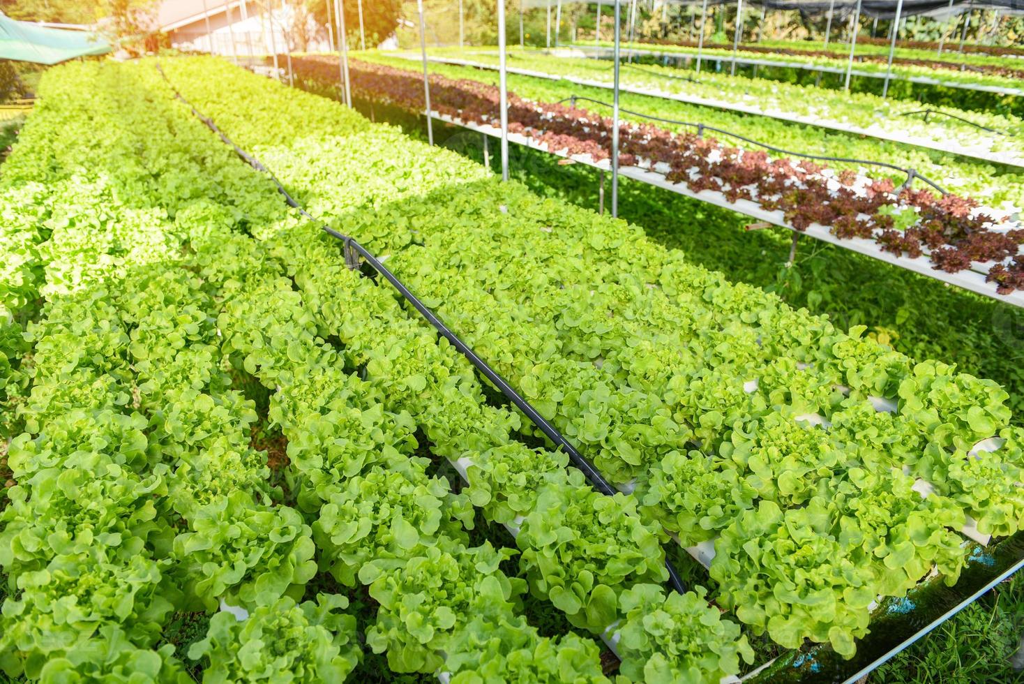 hydroponischer salat, der im garten wächst hydroponischer salatsalat organisch für gesunde lebensmittel, gewächshausgemüse auf wasserleitung mit grüner eiche und roter eiche. foto