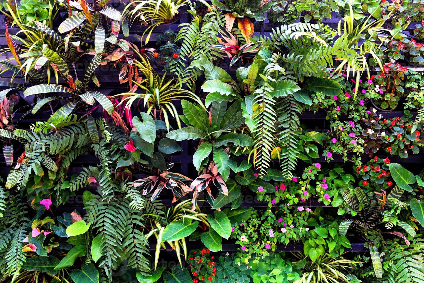 Pflanzenwand mit üppigen grünen Farben, Vielfalt Pflanzenwaldgarten an Wänden Orchideen verschiedene Farnblätter Dschungelpalme und Blume schmücken im Gartenregenwaldhintergrund foto