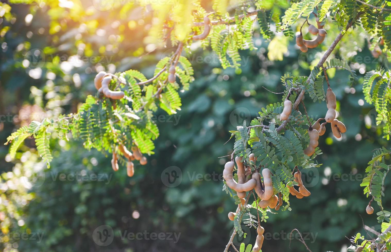 Tamarindenbaum, reife Tamarindenfrucht auf Baum mit Blättern im Sommerhintergrund, Tamarindenplantage landwirtschaftlicher Bauernhof Obstgarten tropischer Garten foto