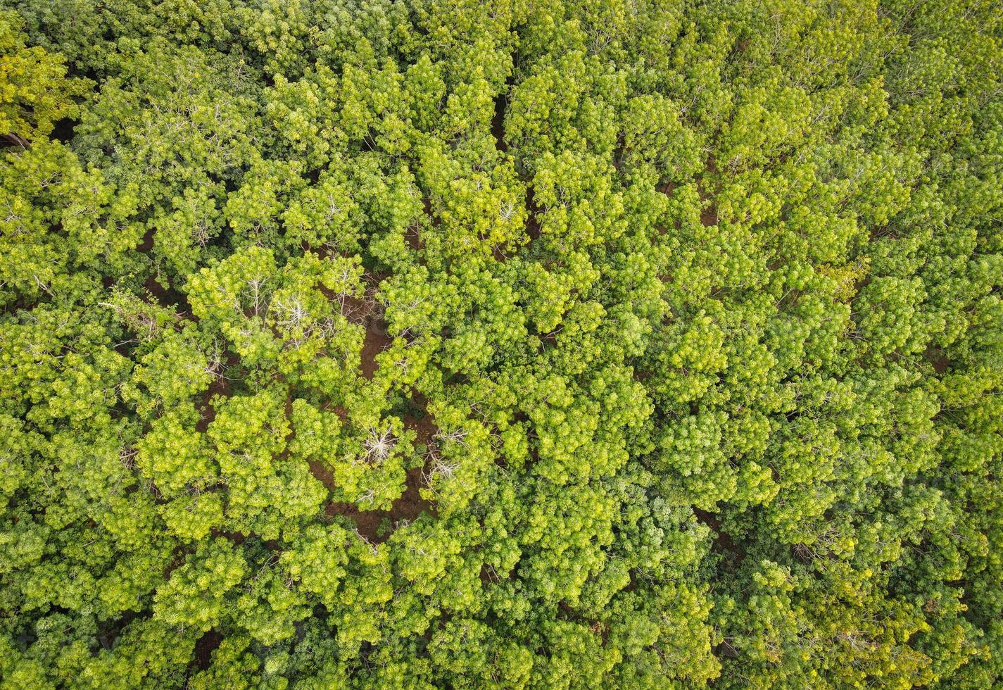 Luftaufnahme Waldbaum Umwelt Wald Natur Hintergrund, Textur des grünen Baumes Draufsicht Wald von oben, Gummiplantagen mit Gummibaum Landwirtschaft foto