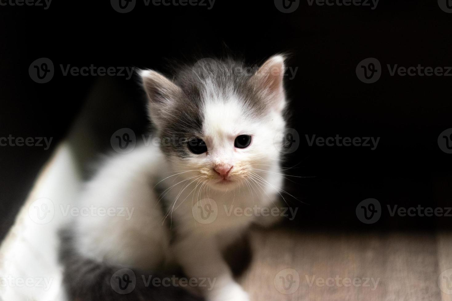 Babykatze sitzt auf dem Boden in der Nähe einer Wand foto