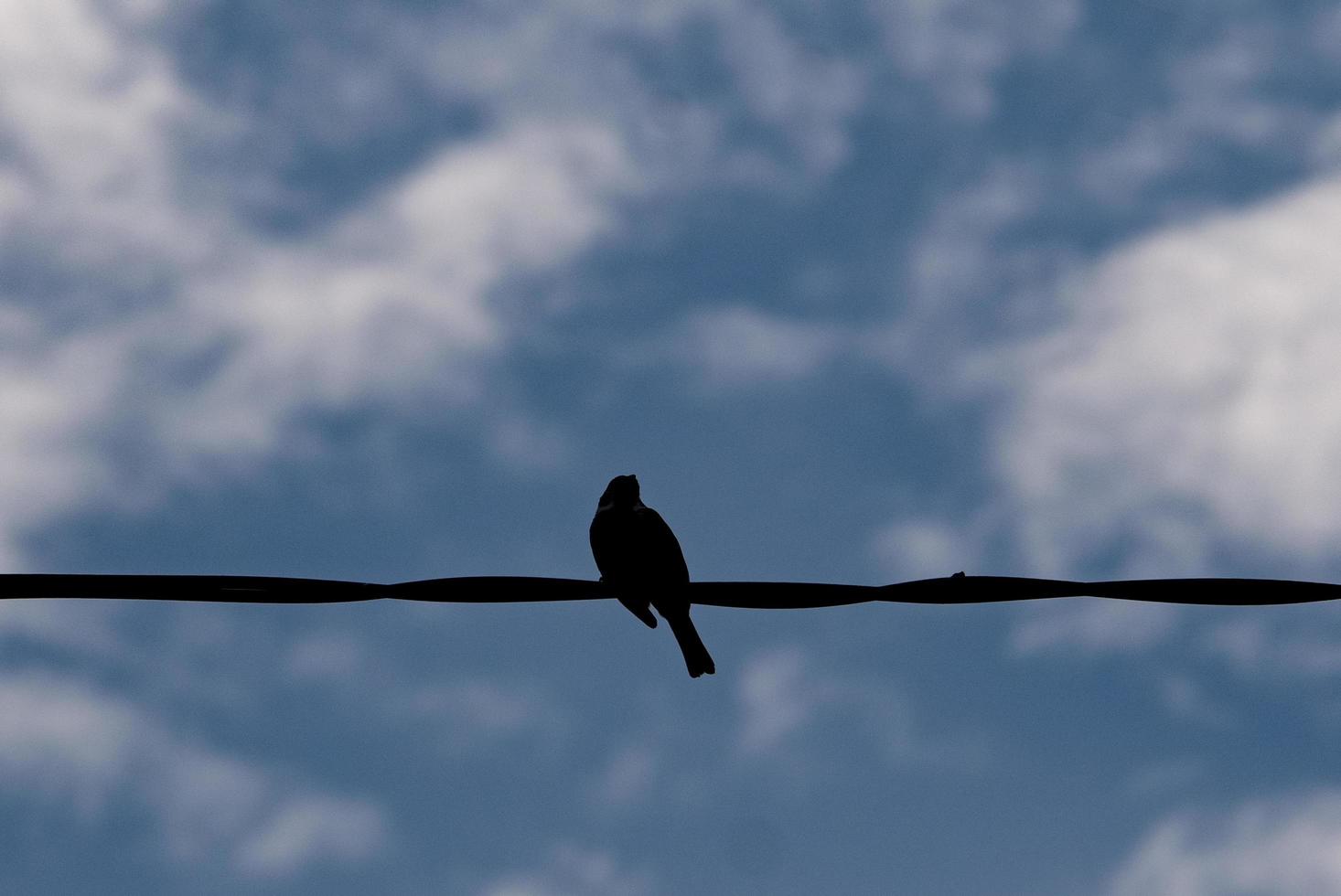 ein Vogel sitzt auf einer Stromleitung foto