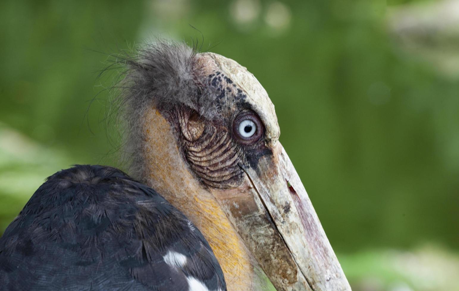 Porträt von Marabu-Storch foto