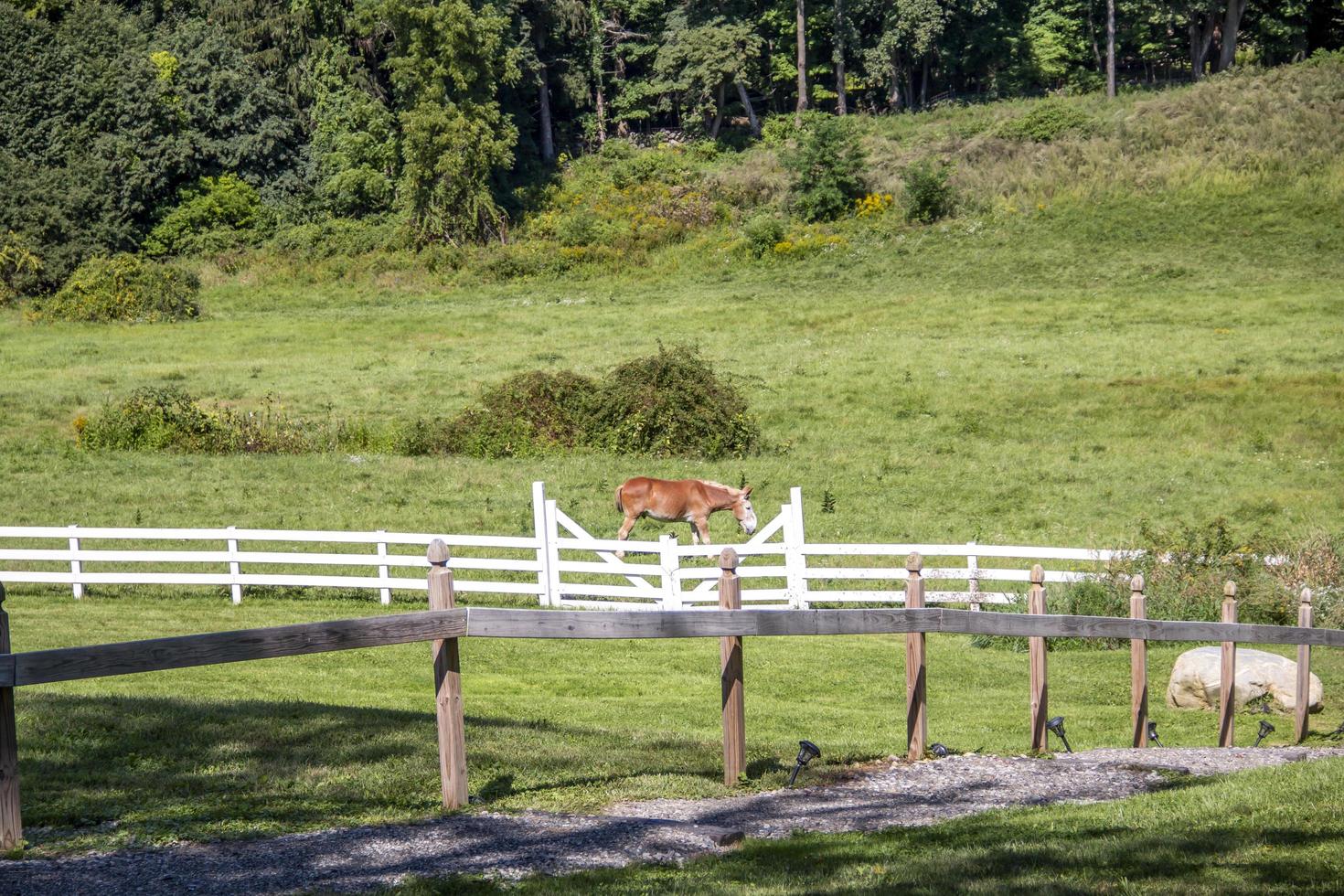 Beige Esel grasen auf einer grünen Wiese hinter einem Zaun foto