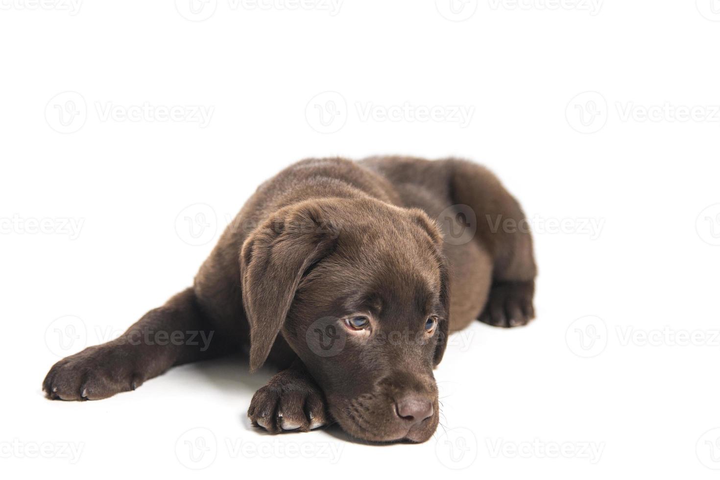 isoliertes Porträt eines kauernden Schokoladen-Labrador-Welpen, der schnüffelt foto