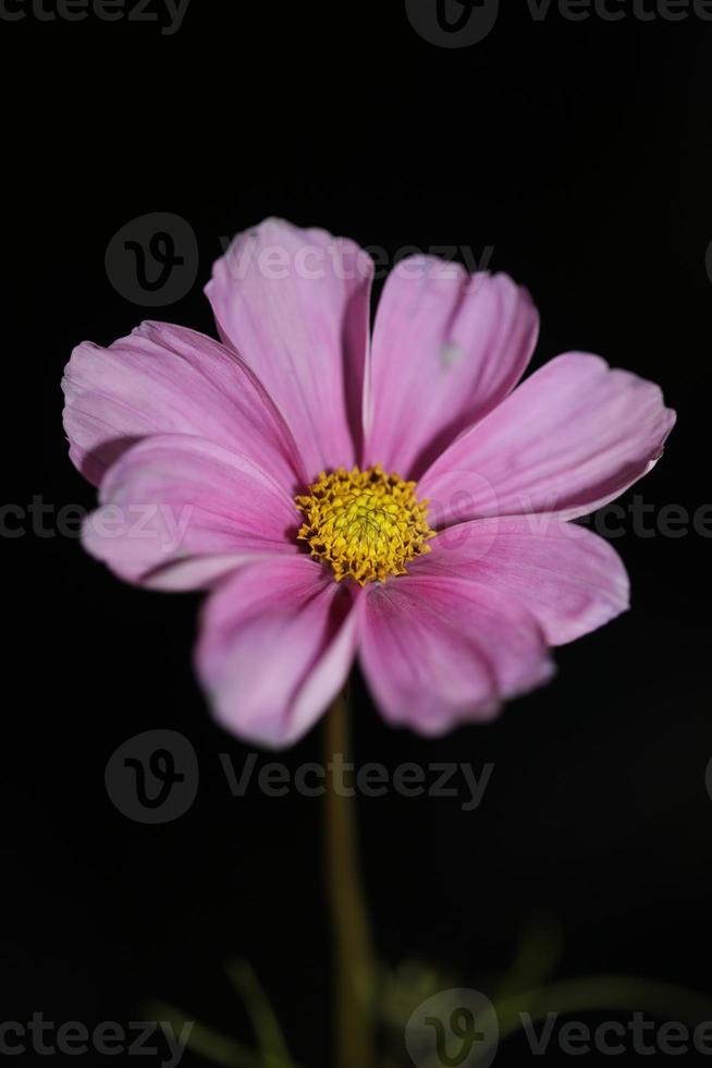 lila Blumenblüte Nahaufnahme botanischen Hintergrund Kosmos Bipinnatus Familie Compositae große Größe hochwertige Drucke foto