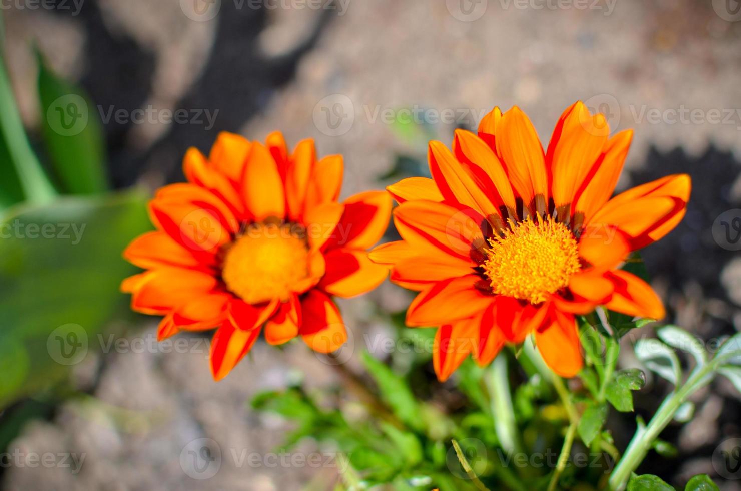 Nahaufnahme von zwei Gazania rigens Blumen mit orangefarbenen Blütenblättern foto