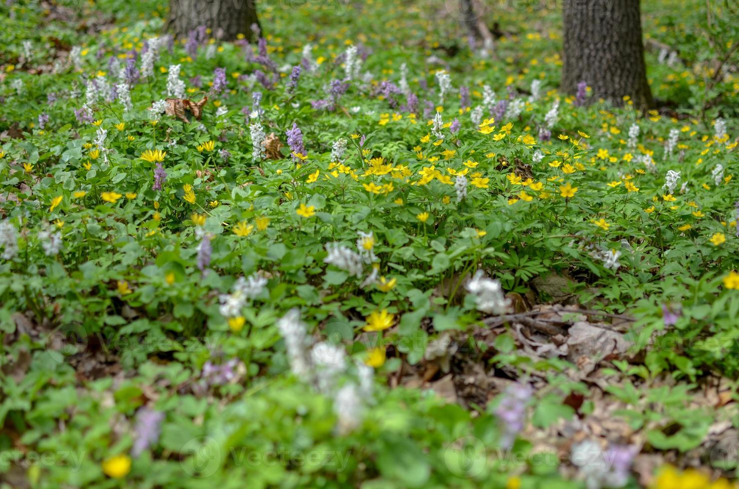 die ersten bunten Frühlingsblumen in Holz foto