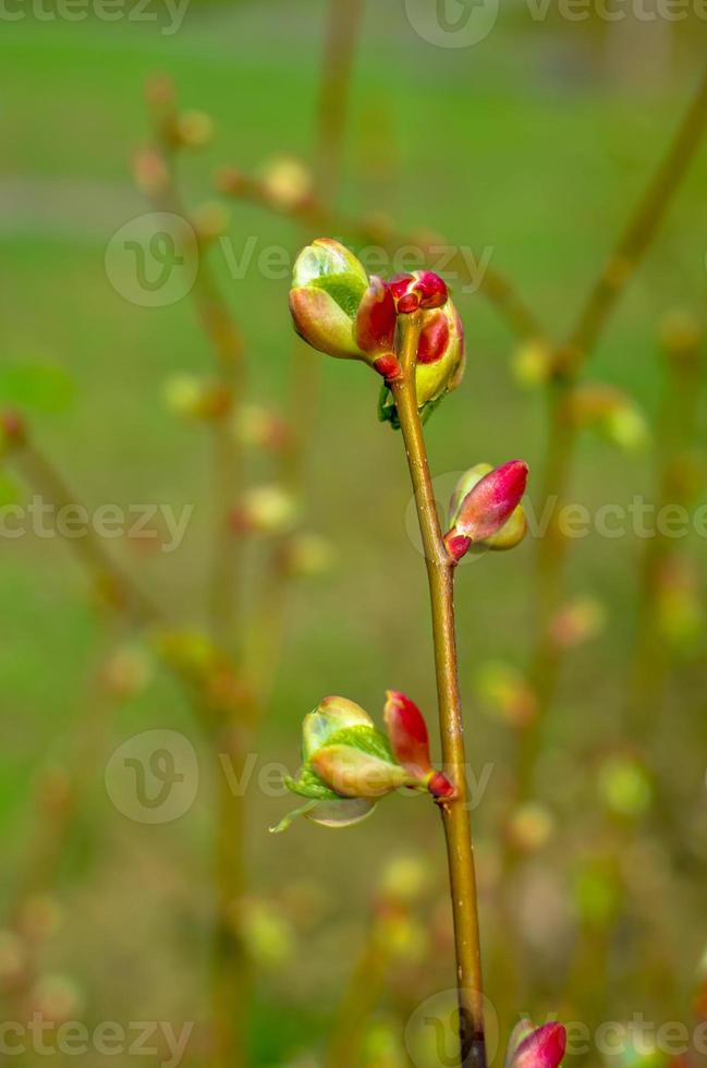 Ast eines Baumes mit angehenden Knospen, Frühjahr, Nahaufnahme. foto