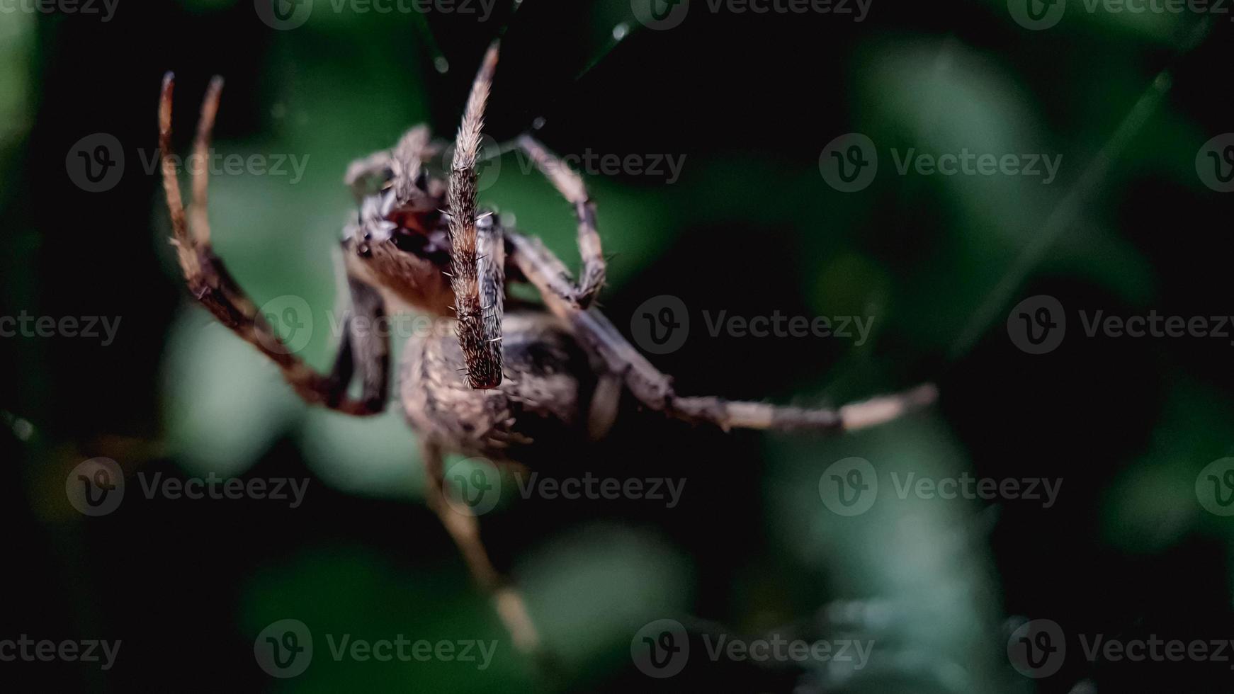 Makroaufnahme Spinne im Spinnennetz foto