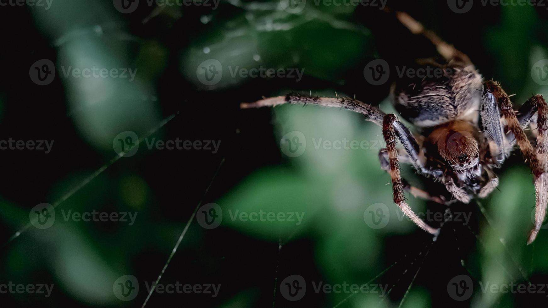 Makroaufnahme Spinne im Spinnennetz foto