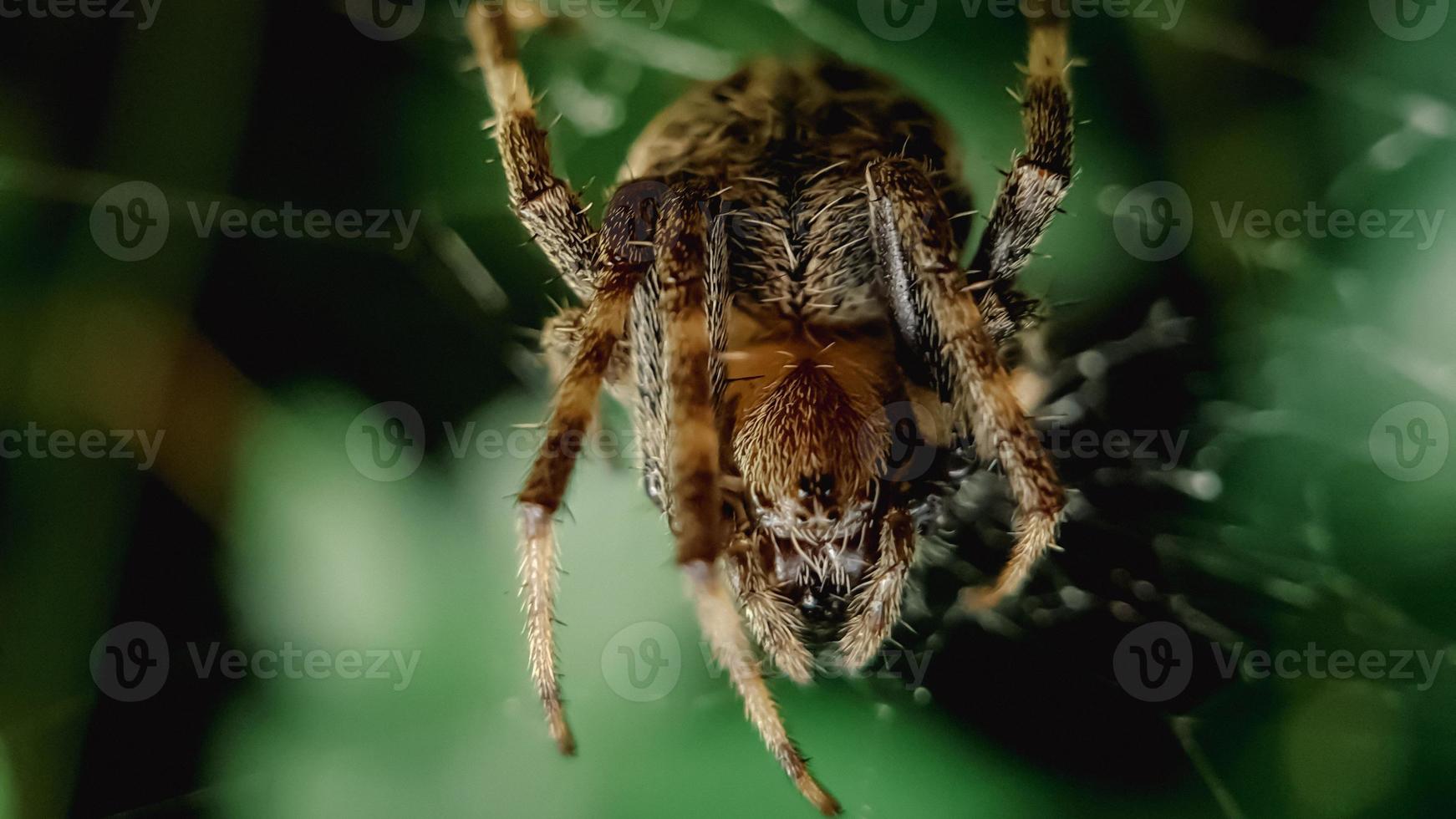 Makroaufnahme Spinne im Spinnennetz foto