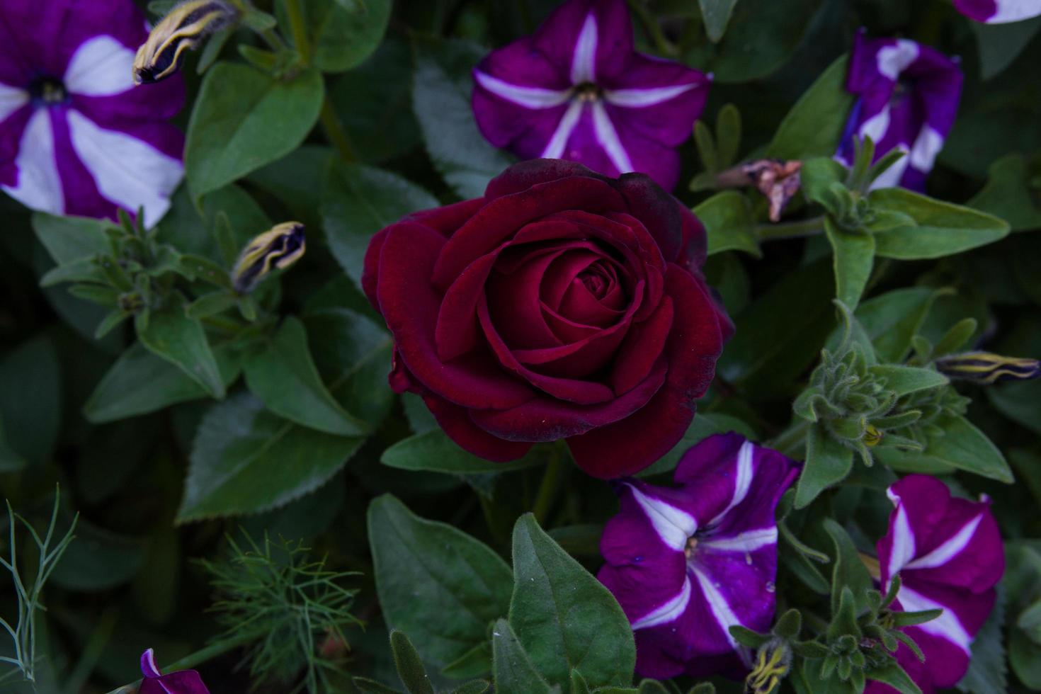 Natürliche dunkelrote Rosen mit grünen Blattregentropfen des Frühlingskonzepts im Garten. foto