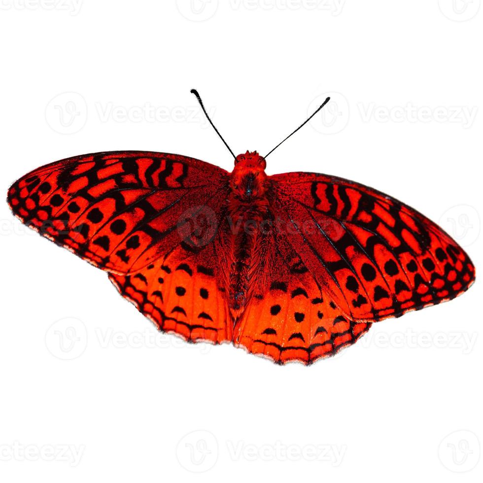 roter Schmetterling mit großen Flügeln Lady Butterfly Wing fegt über auf weiß. foto